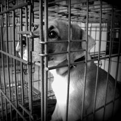 dog in crate