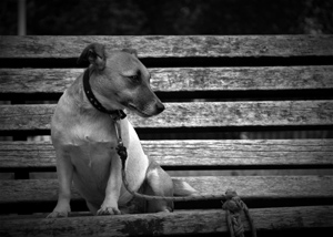 dog tied up for bench