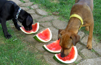 dogs eating watermelons