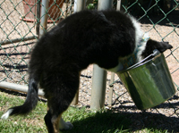 dog stacked in the bucket