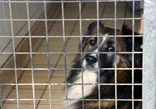 dog in shelter