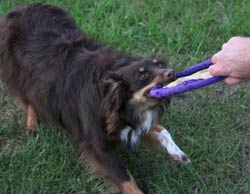 puppy tugging