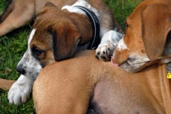 puppies playing