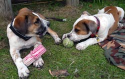 puppy playing