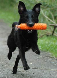 puppy retrieve