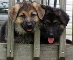 two puppies behind fence