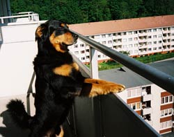 dog on the balcony