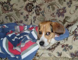 dog on bed