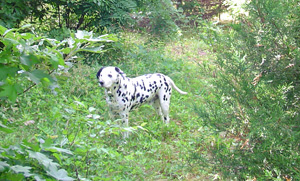 dog in the forest