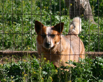 dog behinde fence