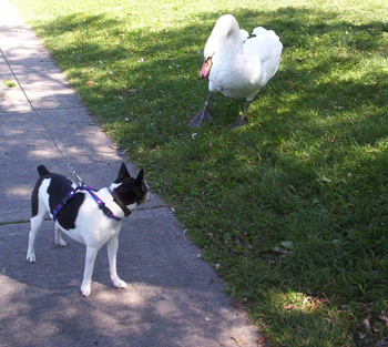 dog and the bird