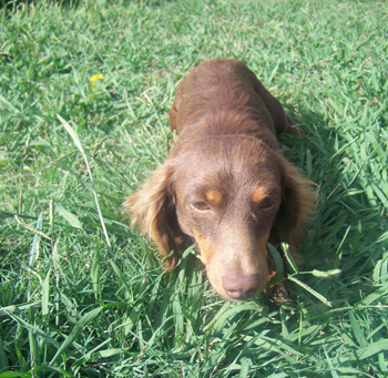 dog on the field