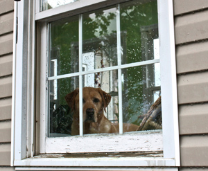 dog locked in the house