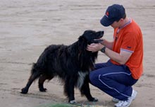 dog on beach