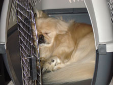 dog sleeping in a crate