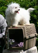 dog on the crate