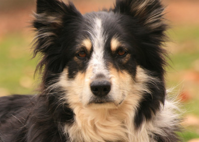 dog looking dog looking