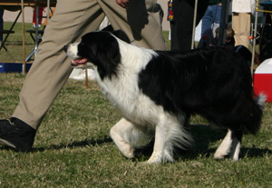 dog heeling dog heeling